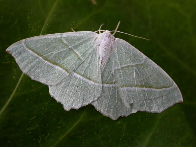 File:Light emerald.jpg