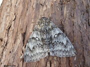 Clifden Nonpareil