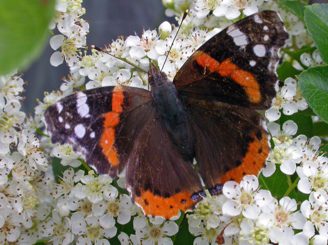 File:Red admiral KN.jpg