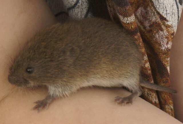 File:Vole.jpg
