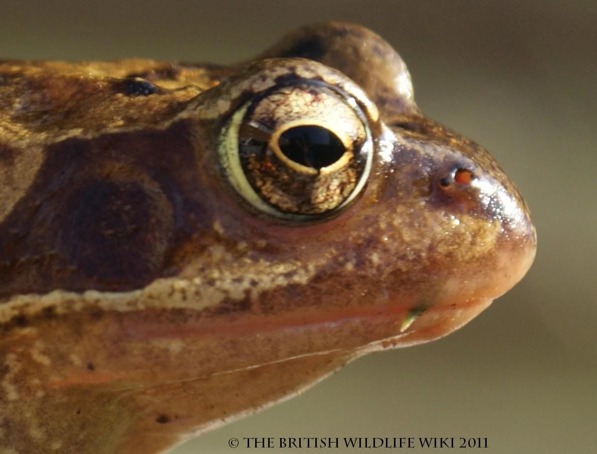Image Common Frog Head.jpg British Wildlife Wiki FANDOM powered