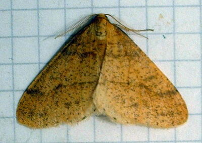 Scarce umber 016