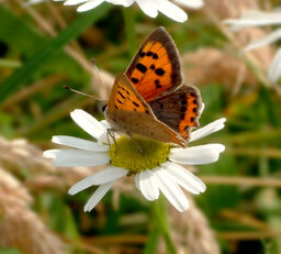 Lycaena phlaeas