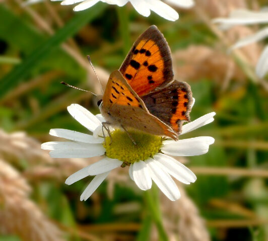 File:Lycaena phlaeas.jpg