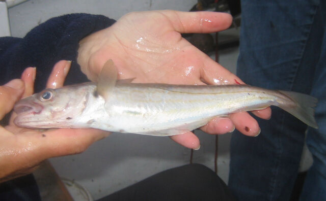 File:Manx Whiting 2006.jpg
