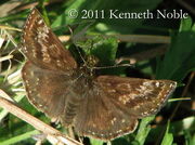 Dingy skipper