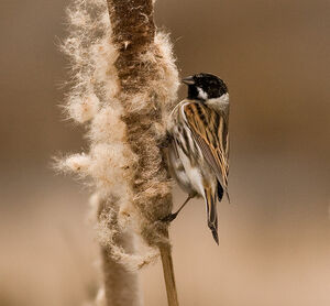 Reed Bunting