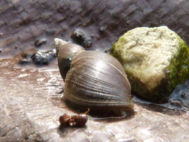 Great Pond Snail