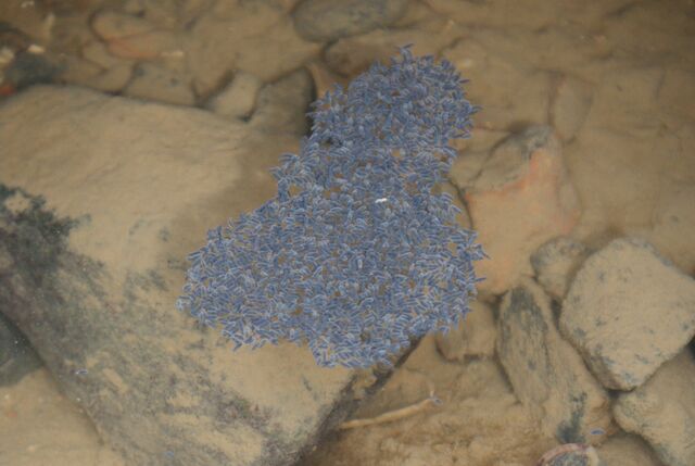 File:Springtails.jpg