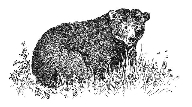 Datei:Bär.jpg