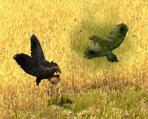 Carrion Birds