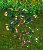 Loquat wild