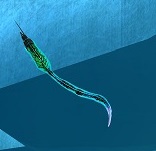 File:DataWorm.jpg