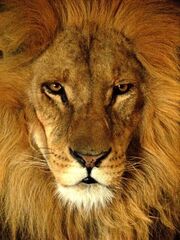 Darica Lion 07174.jpg
