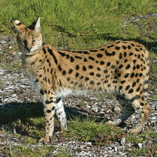 Serval.jpg
