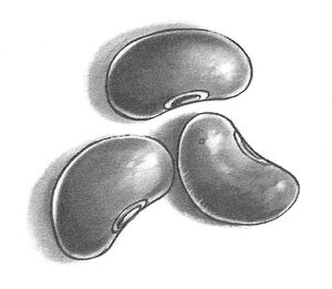Beans