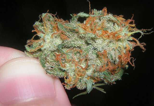 File:Dank Skunk Weed.jpg