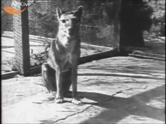 File:Tasmiane tiger.jpg