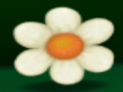 Daisy treasure