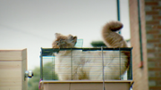 Tiddles