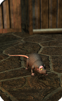 Cranium rat