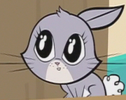 BUNNY