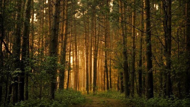 File:Falling-asleep-forest.jpg