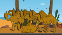 Stinky smelly gross camels