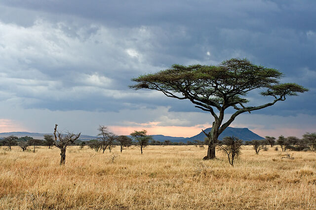 File:Serengeti.jpg