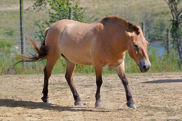 File:Horses.jpg