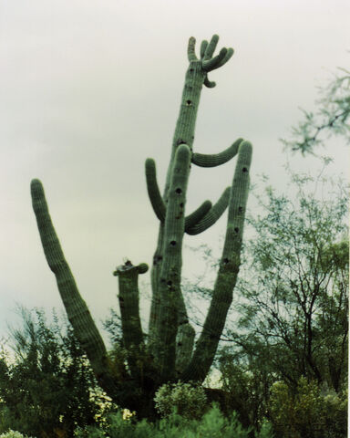 File:Saguaro Cactus.jpg