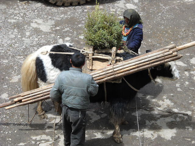 File:Dscn3186.jpeg