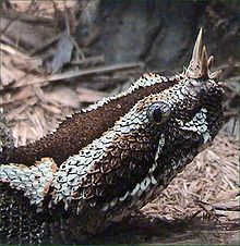 File:220px-Rhino viper.jpg