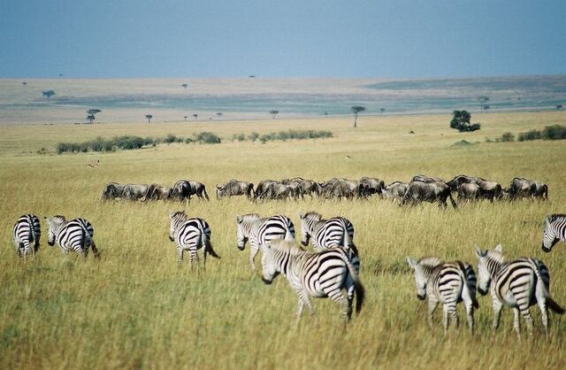 File:GnusAndZebrasInMaraMasai.jpg