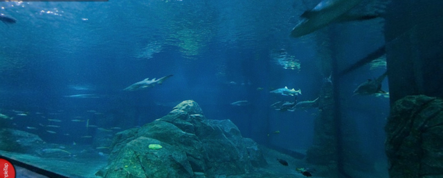 File:Shark tunnel.png