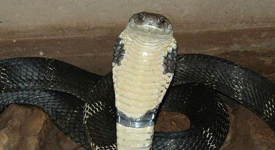 File:2011 04 13 KingCobra.jpg