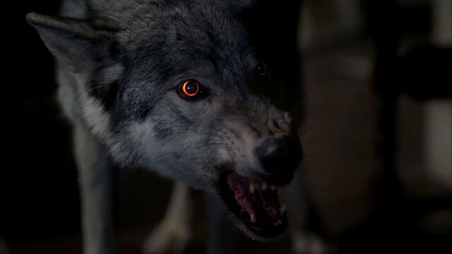 File:3x08 - werewolf.jpg