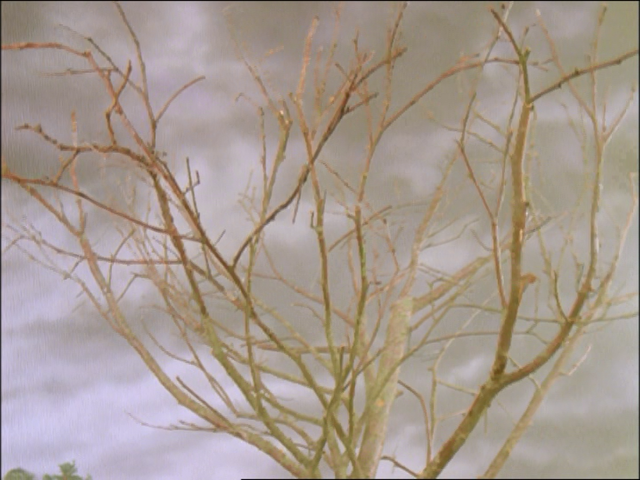 File:JamesandtheTroublewithTrees47.png