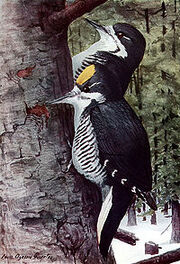 Picoides arcticusAAP060A