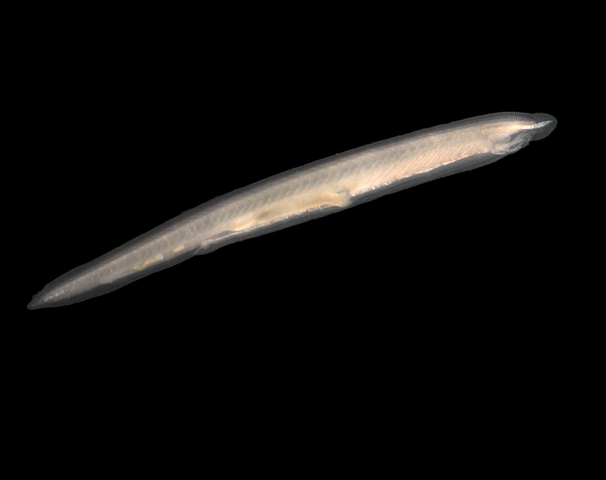 File:Amphioxus.png