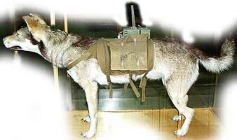 Soviet antitank dog