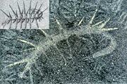 Hallucigenia
