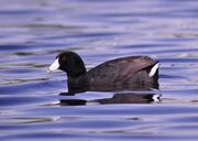 American coot