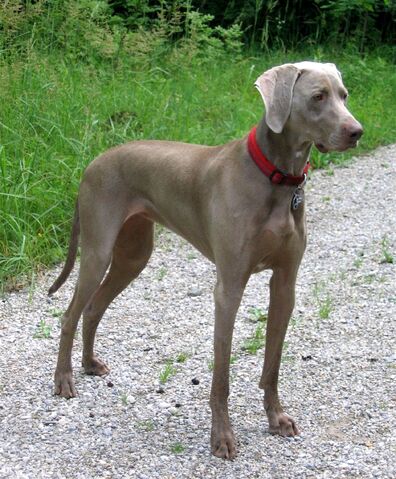 File:Weimaraner Freika-2-1-.jpg