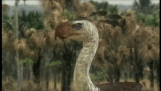 Phorusrhacos6