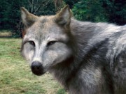 File:180px-Werewolves 11.jpg