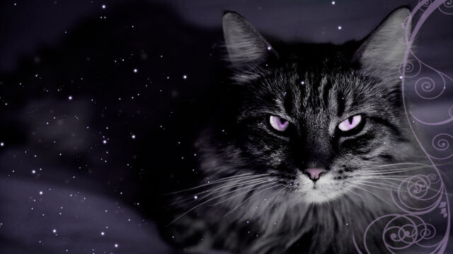 File:Catwallpaperforbellscullen.jpg