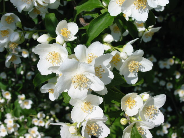 File:Any Wild Flower Syrup.jpg