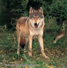 File:Wolf girl.jpg