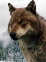 Jacob wolf twilight breaking dawn.jpg